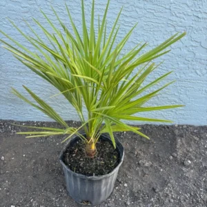 Mediterranean Fan Tree - European Palm 2ft Chamaerops Humilis Plant 3 Gallon Pot