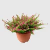 Mexican Heather Purple Plants - Set of 2 - 4 Inch Pots - Cuphea Hyssopifolia - Elfin Herb Seedlings
