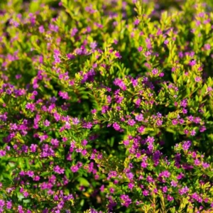 Mexican Heather Purple Plants - Set of 2 - 4 Inch Pots - Cuphea Hyssopifolia - Elfin Herb Seedlings