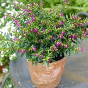 Mexican Heather Purple Plants - Set of 2 - 4 Inch Pots - Cuphea Hyssopifolia - Elfin Herb Seedlings