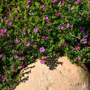 Mexican Heather Purple Plants - Set of 2 - 4 Inch Pots - Cuphea Hyssopifolia - Elfin Herb Seedlings