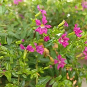 Mexican Heather Purple Plants - Set of 2 - 4 Inch Pots - Cuphea Hyssopifolia - Elfin Herb Seedlings