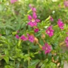 Mexican Heather Purple Plants - Set of 4 - 4 Inch Pots - Cuphea Hyssopifolia - Indoor Outdoor