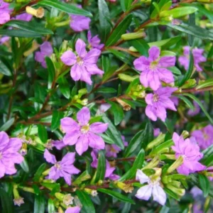 Mexican Heather Purple Plants - Set of 4 - 4 Inch Pots - Cuphea Hyssopifolia - Indoor Outdoor
