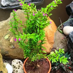 Mexican Heather Purple Plants - Set of 4 - 4 Inch Pots - Cuphea Hyssopifolia - Indoor Outdoor