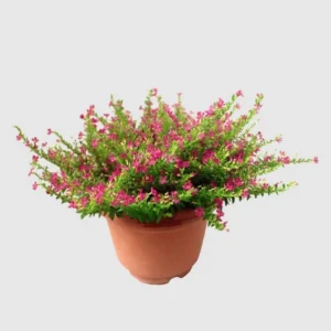 Mexican Heather Purple Plants - Set of 4 - 4 Inch Pots - Cuphea Hyssopifolia - Indoor Outdoor