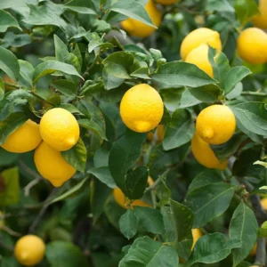 Meyer Lemon Plant Starter- Meyer Lemon Citrus Fruit Tree - Lemon Tree 3-5 Inches - Healthy Seedling