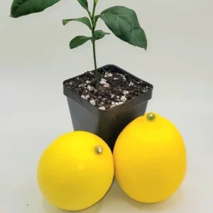 Meyer Lemon Plant Starter- Meyer Lemon Citrus Fruit Tree - Lemon Tree 3-5 Inches - Healthy Seedling