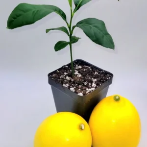 Meyer Lemon Plant Starter- Meyer Lemon Citrus Fruit Tree - Lemon Tree 3-5 Inches - Healthy Seedling