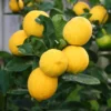 Meyer Lemon Tree - Fruiting Size - 5 inch Pot - Citrus Plant - No Ship to Tx,Fl,Az,Ca,La,Hi