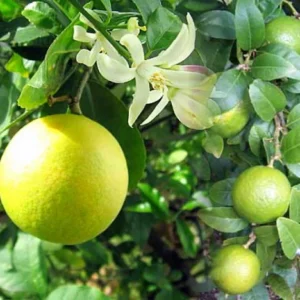 Meyer Lemon Tree - Fruiting Size - 5 inch Pot - Citrus Plant - No Ship to Tx,Fl,Az,Ca,La,Hi