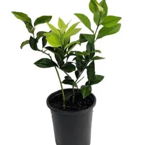 Meyer Lemon Tree - Fruiting Size - 5 inch Pot - Citrus Plant - No Ship to Tx,Fl,Az,Ca,La,Hi
