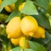 Meyer Lemon Tree - Live Grafted Plant - 1-2 ft - Indoor/Outdoor Citrus