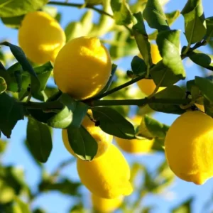 Meyer Lemon Tree - Live Grafted Plant - 1-2 ft - Indoor/Outdoor Citrus