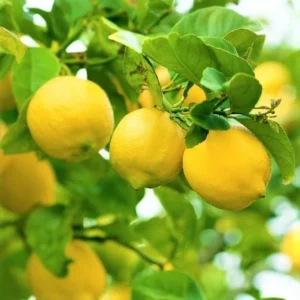 Meyer Lemon Tree - Live Grafted Plant - 1-2 ft - Indoor/Outdoor Citrus