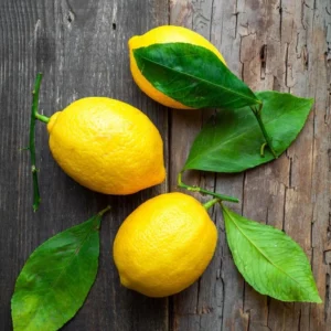 Meyer Lemon Tree - Live Grafted Plant - 1-2 ft - Indoor/Outdoor Citrus