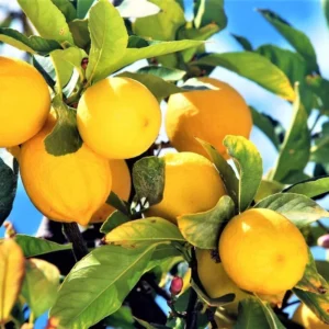 Meyer Lemon Tree - Live Grafted Plant - 1-2 ft - Indoor/Outdoor Citrus