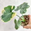 Mickey Mouse Elephant Ear Alocasia Plant - 4 Inch Pot - Exotic Houseplant