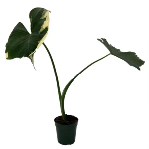 Mickey Mouse Elephant Ear Alocasia Plant - 4 Inch Pot - Exotic Houseplant