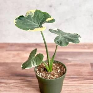 Mickey Mouse Elephant Ear Alocasia Plant - 4 Inch Pot - Exotic Houseplant