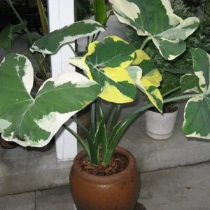 Mickey Mouse Elephant Ear Alocasia Plant - 4 Inch Pot - Exotic Houseplant