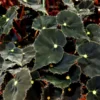 Micro Mo Begonia Plant - 2.5 inch Pot - Small Leaves - Collector's Series
