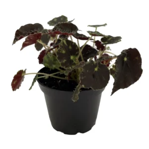 Micro Mo Begonia Plant - 2.5 inch Pot - Small Leaves - Collector's Series