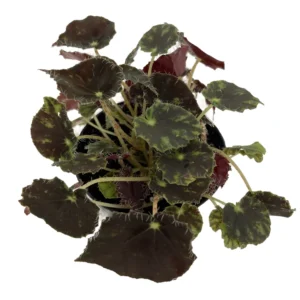 Micro Mo Begonia Plant - 2.5 inch Pot - Small Leaves - Collector's Series