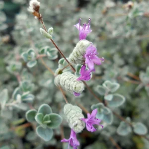 Micro Silver Oregano Edible Herb - 2.5