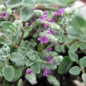 Micro Silver Oregano Edible Herb - 2.5
