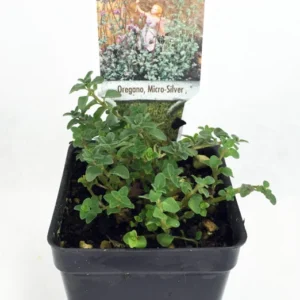 Micro Silver Oregano Edible Herb - 2.5