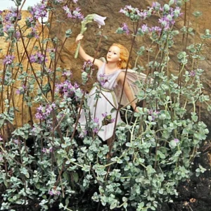 Micro Silver Oregano Edible Herb - 2.5