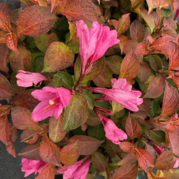 Midnight Sun Weigela Plant - 4 inch Pot - Colorful Foliage Shrub