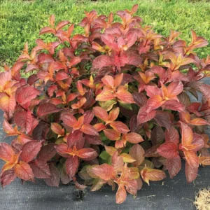 Midnight Sun Weigela Plant - 4 inch Pot - Colorful Foliage Shrub