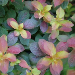 Midnight Sun Weigela Plant - 4 inch Pot - Colorful Foliage Shrub