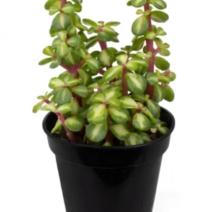 Midstripe Rainbow Bush Succulents Portulacaria afra Medio Picta 3.5" Pot Colorful Trailing Succulent