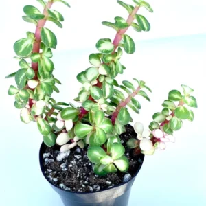 Midstripe Rainbow Bush Succulents Portulacaria afra Medio Picta 3.5