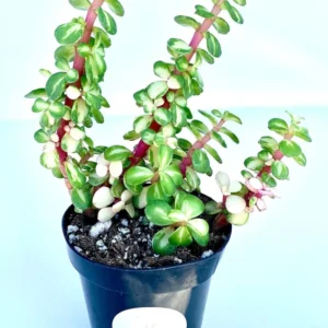 Midstripe Rainbow Bush Succulents Portulacaria afra Medio Picta 3.5