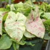 Milk Confetti Arrowhead Plant - 4 Inch Potted Syngonium Indoor Plant