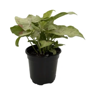 Milk Confetti Arrowhead Plant - 4 Inch Potted Syngonium Indoor Plant
