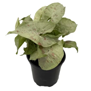 Milk Confetti Arrowhead Plant - 4 Inch Potted Syngonium Indoor Plant