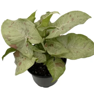 Milk Confetti Arrowhead Plant - 4 Inch Potted Syngonium Indoor Plant