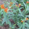 Milkweed Plants - 2 Live Tropical Butterfly Plants, 4-6 Inch Bare Roots for Garden Planting
