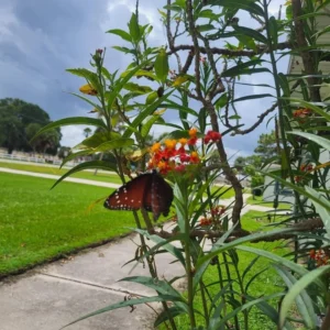 Milkweed Plants - 2 Live Tropical Butterfly Plants, 4-6 Inch Bare Roots for Garden Planting