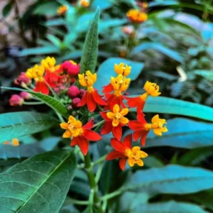 Milkweed Plants - 2 Live Tropical Butterfly Plants, 4-6 Inch Bare Roots for Garden Planting
