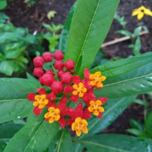 Milkweed Plants - 2 Live Tropical Butterfly Plants, 4-6 Inch Bare Roots for Garden Planting