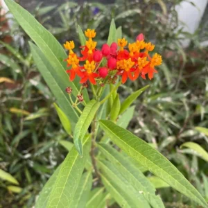 Milkweed Plants - 2 Live Tropical Butterfly Plants, 4-6 Inch Bare Roots for Garden Planting