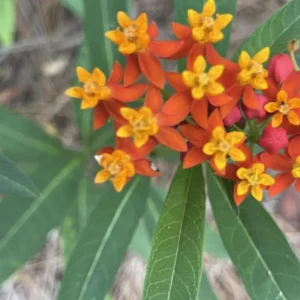 Milkweed Plants - 2 Live Tropical Butterfly Plants, 4-6 Inch Bare Roots for Garden Planting