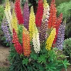 Minarette Lupine Perennial 2.5" Pot - Colorful Blooms, Attracts Pollinators