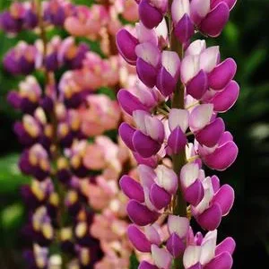 Minarette Lupine Perennial 2.5
